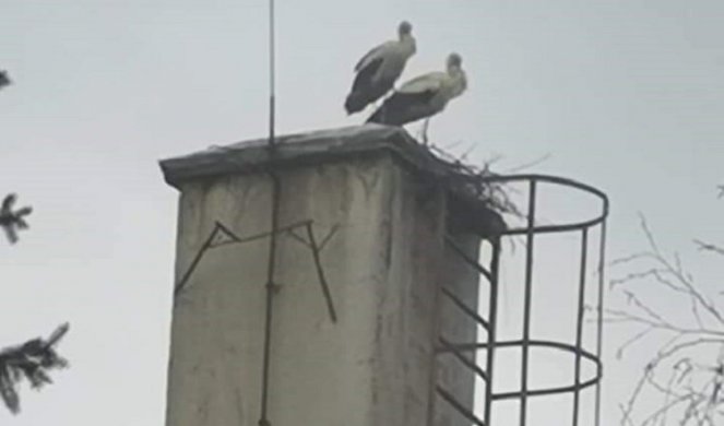 VRATILE SE RODE I NAPRAVILE PROBLEM? Gnezdo svile na dimnjaku škole, a deca se vraćaju u klupe GREJANJE ĆE MORATI DA RADI/FOTO/