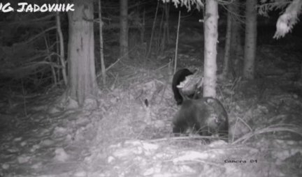 Kamere na Jadovniku usred noći snimile NEVEROVATNU SCENU: Medved Miloš je došao na hranilište, ali NIJE BIO SAM