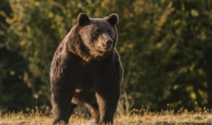 PRESTRAŠENI PRIJATELJI POSMATRALI KAKO IM KOMADA DRUGA! Medved u Sibiru ubio i pojeo kampera (42)! /VIDEO/