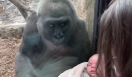 Majka došla u zoološki vrt sa bebom, a REAKCIJA GORILE je iznenadila sve! /VIDEO/