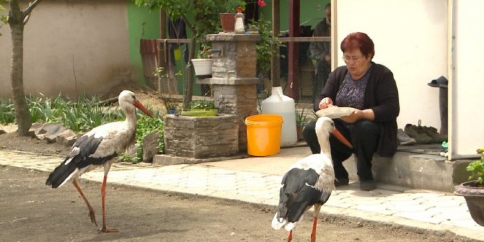 Milenin unuk pre 8 godina doneo povređenu pticu: Nije ni slutila da će sada u njenom dvorištu biti ljubimci kojima se svi čude