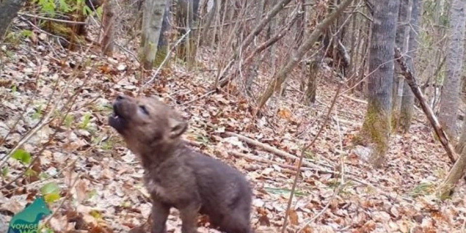 ZOV DIVLJINE! Mladunče vuka snimljeno kako prvi put ZAVIJA! /VIDEO/