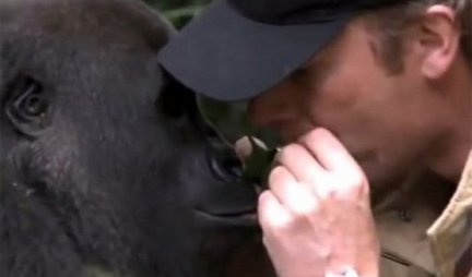 PRIJATELJSTVO NE POZNAJE GRANICE! Dirljiv susret čoveka i gorile nakon pet godina! /VIDEO/