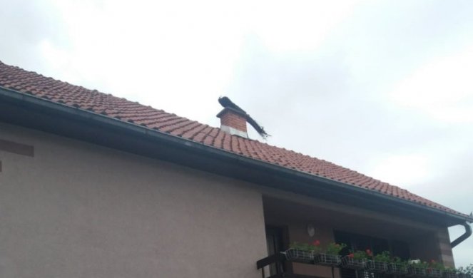 Filip iz Čačka bio je šokiran kada je video ko mu je sleteo na krov: Nikome nije jasno kako je ovaj čudni gost dospeo tu /FOTO/