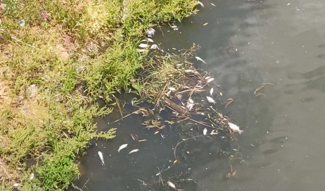 Uginula riba kraj obale u Begeju, stanovnici se guše u smradu