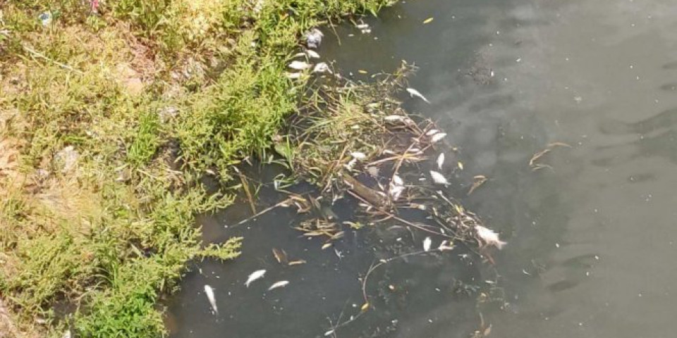 Uginula riba kraj obale u Begeju, stanovnici se guše u smradu