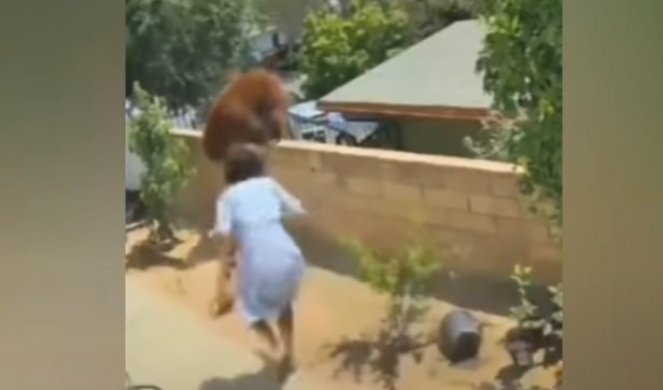 Medved se pojavio na zidu u dvorištu, psi su pokušali da ga oteraju, a onda se DESILA NEVEROVATNA STVAR /VIDEO/