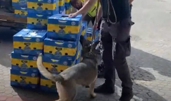 Filmska scena u italijanskoj luci, zaplenjena tona kokaina namenjena Albancima! Policiji bio sumnjiv kontejner sa bananama, kada su ga otvorili - ŠOK! /VIDEO/