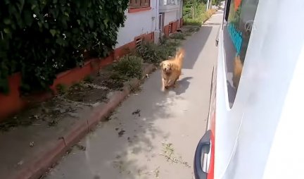 TRČAO ZA VOZILOM HITNE POMOĆI SVE DO BOLNICE! Ovaj pas je dokazao šta znači BEZUSLOVNA LJUBAV! /VIDEO/
