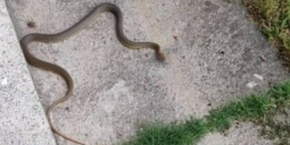 NIŠLIJKA PODIGLA UZBUNU! Ispred kuće ugledala zmije, jedna duža od dva metra!