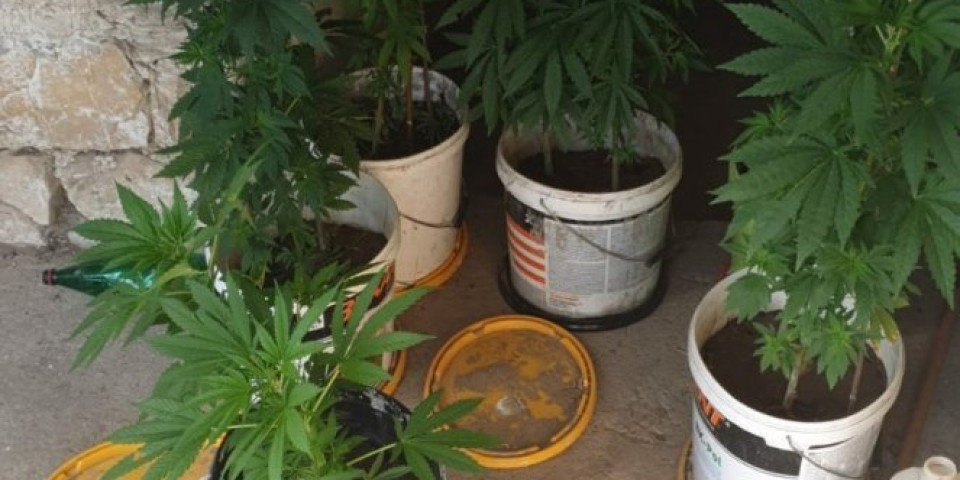 OTKRIVENA LABORATORIJA ZA PROIZVODNJU MARIHUANE, uhapšene 4 osobe /VIDEO/