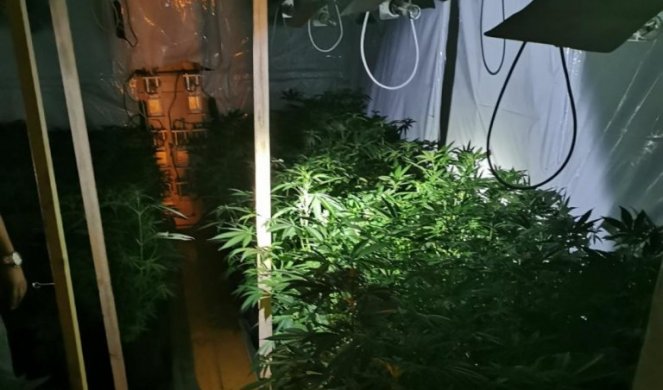 UHVAĆEN USRED ŽETVE: Otkrivena laboratorija za uzgoj marihuane u kući nadomak Plandišta!