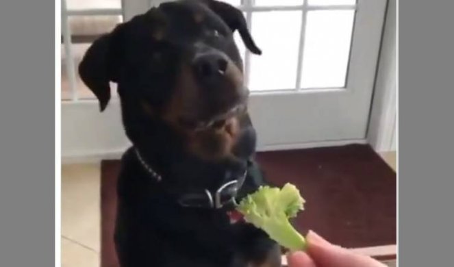 Psu su ponudili da jede brokoli: Njegova reakcija bila je URNEBESNA /VIDEO/