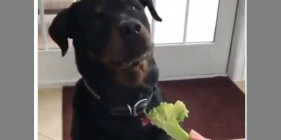 Psu su ponudili da jede brokoli: Njegova reakcija bila je URNEBESNA /VIDEO/