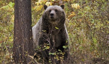 KAKAV CAR! Medved iz Kolorada napravio 400 selfija na kameri za divlje životinje (FOTO)