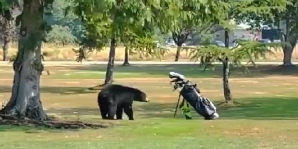 Medved ugledao torbu sa palicama za golf: Za samo nekoliko minuta, NASTAO JE NEVEROVATAN SNIMAK
