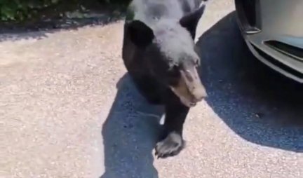 SRCE DA TI STANE! Vozač snimio medveda kako galopira, životinja je zatim URADILA OVO! /VIDEO/
