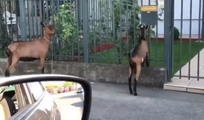 BEOGRADOM ŠETAJU NEOBIČNI GOSTI! Građani ne mogu da veruju šta vide, A KOZE I OVCE se ponašaju kao kod kuće!