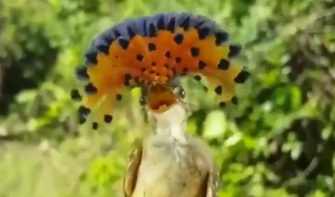 OVAKVU PTICU JOŠ NISTE VIDELI! Kraljevski hvatač muva Ima najluđu frizuru, a živi u amazonskim prašumama!