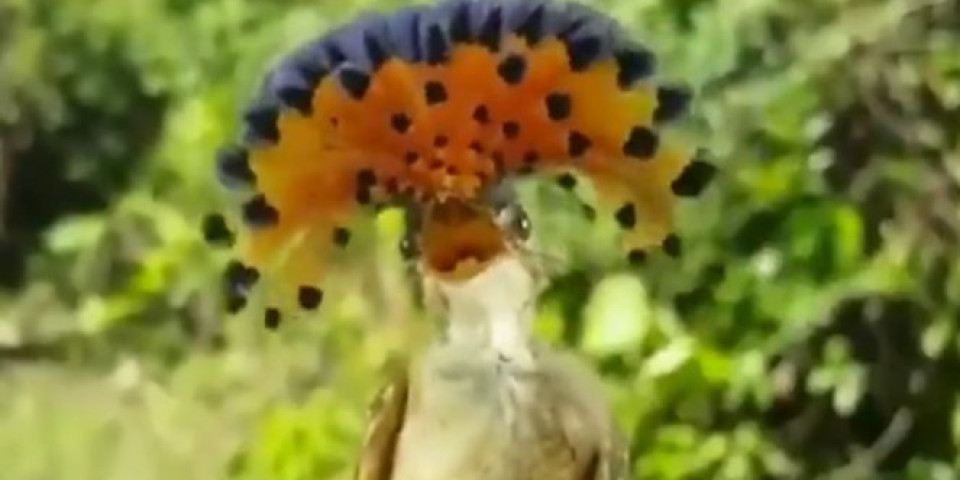 OVAKVU PTICU JOŠ NISTE VIDELI! Kraljevski hvatač muva Ima najluđu frizuru, a živi u amazonskim prašumama!