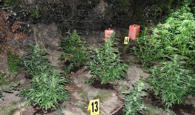 POLICIJA UPALA U ZASAD KANABISA! Zaplenjene biljke od nekoliko kilograma