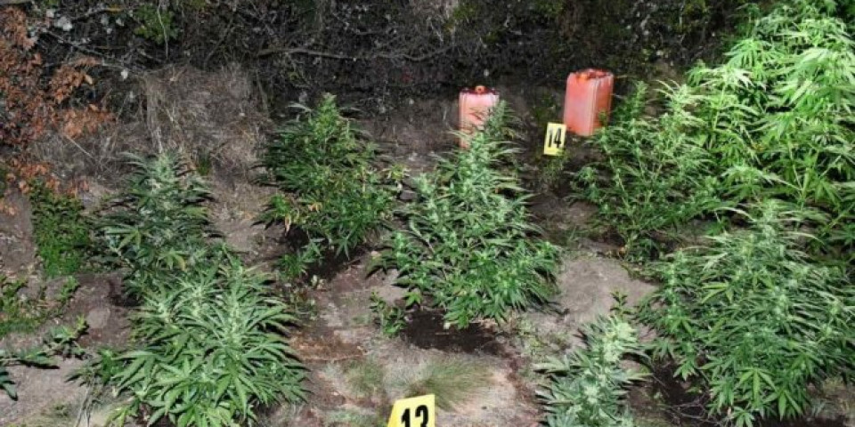 POLICIJA UPALA U ZASAD KANABISA! Zaplenjene biljke od nekoliko kilograma