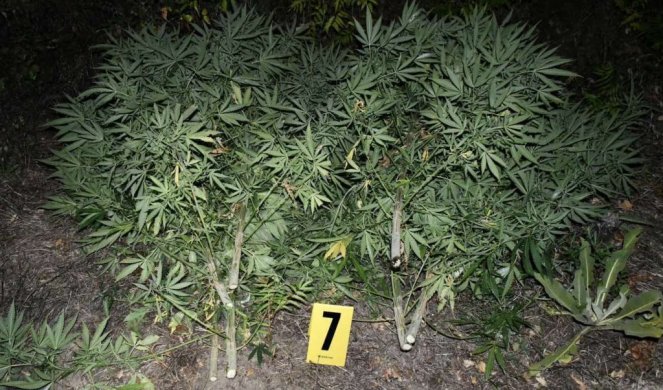 NA IMANJU UZGAJAO TRAVU! Nedaleko od Bora policija pronašla 23 stablljike marihuane, u kući KRIO OPREMU ZA UZGOJ