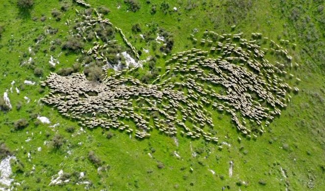 OVAKVU MIGRACIJU NISTE VIDELI! Snimak koji je postao PLANETARNI HIT! /VIDEO/