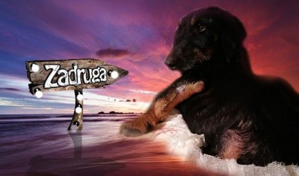 OVA ZADRUGARKA je digla na noge Srbiju kako bi SPASILA LAKIJA... psa kojeg su svi otpisali, pa i mnogi veterinari živog sahranili! /FOTO/