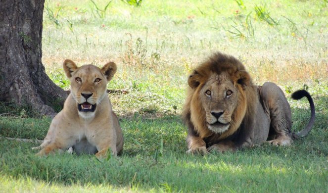 INDIJA SPREMA ANTIKOVID VAKCINU ZA ŽIVOTINJE, lavovi i leopardi glavni "dobrovoljci"!