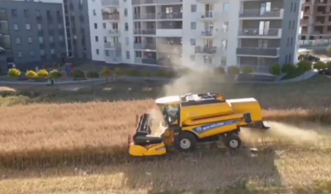 Užas kod Srbobrana! Otkačio se dalekovod, žica pala na kombajn u njivi - tri osobe povređene