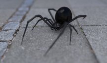 PRVI SLUČAJ UJEDA CRNE UDOVICE ovog leta! Muškarca ujeo kako se smatra najotrovniji pauk u Evropi!