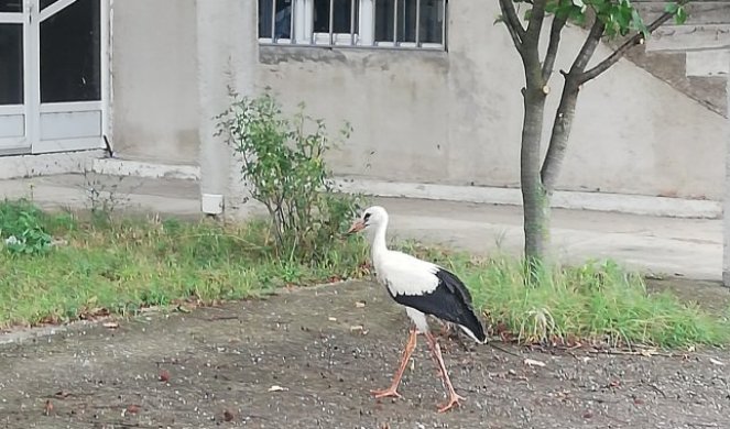 RODA MICIKA SE ODOMAĆILA U RABROVU! Pripremajući se za selidbu na jug, slobodno šeta selom u koje se godinama vraća/FOTO/