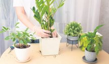 RASTU I BEZ KAPI VODE! Top pet sobnih biljaka za početnike u cvećarstvu