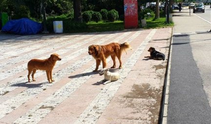 Svaka čast Beograde! Napušteni psi dobijaće hranu preko automata, a evo kako možemo svi ZAJEDNO POMOĆI! (FOTO)