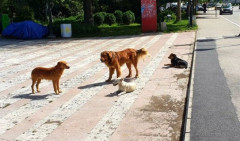 Svaka čast Beograde! Napušteni psi dobijaće hranu preko automata, a evo kako možemo svi ZAJEDNO POMOĆI! (FOTO)