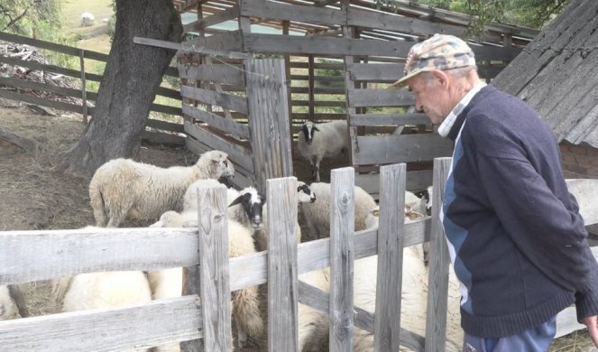 MEDVEDI ĆE NAS OTERATI SA DEDOVINE! Divlje zveri podno Murtenice zaklale desetak ovaca!