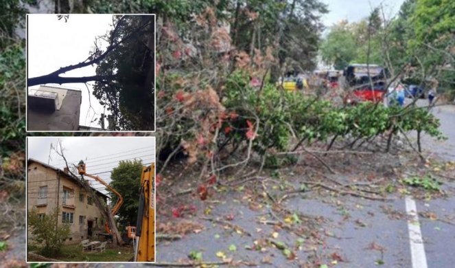 /FOTO/ KOŠAVA PRAVI POTPUNI HAOS U BEOGRADU! Drvo palo na autobus na liniji 56, krošnja završila na terasi zgrade, U OBRENOVCU STABLO PALO NA KUĆU!