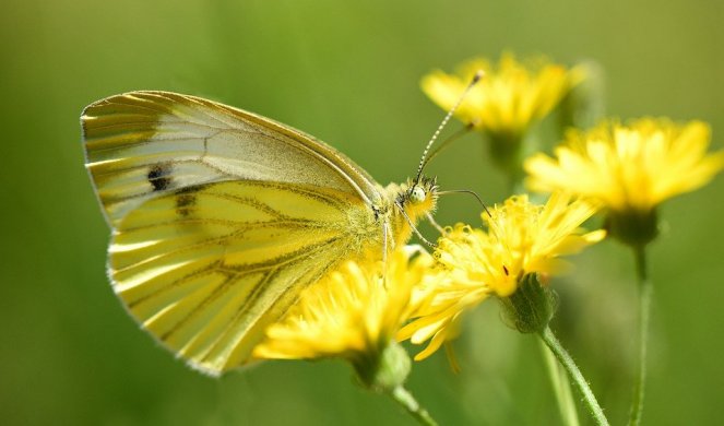 OVA BILJKA SE KORISTI ZA ISHRANU I LEČENJE! Blagotvoran je lek za jetru, rastvara kamen u žuči, reguliše metabolizam, čisti krv...