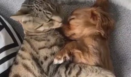 OVAKVU LJUBAV JOŠ NISTE VIDELI! Mačka i pas spavaju u zagrljaju