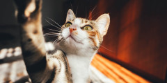 KAKVA FACA! Da plačeš od smeha - mačka je kao LOPOV ukrala lopticu od PSA, a on nije znao šta ga je snašlo (VIDEO)