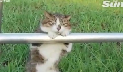 KAO ČOVEK! Mačka je sedela pored ograde kraj puta - prolaznici u ŠOKU,  a evo i zbog čega