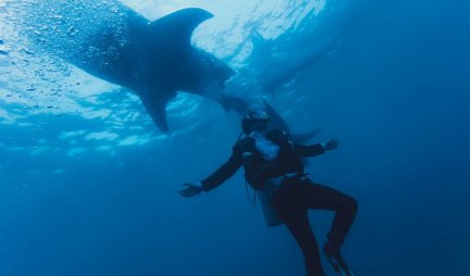 KAKVO JE OVO STVORENJE? Fotograf snimio neverovatno biće u dubini mora! Svi se pitaju SAMO JEDNO! (VIDEO)