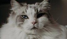 KRZNENA SVAĐALICA! Ova mačka je prava internet senzacija - priča, ljuti se... Šou! (VIDEO)