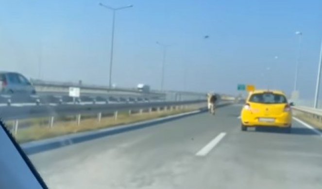 NONŠALANTNO PROŠETAO IZMEĐU VOZILA! Bik na autoputu kod Novog Sada umalo da izazove haos! (VIDEO)