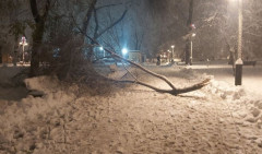 GRAĐANI, OPREZ! Zbog velikih nanosa snega padaju grane i čitava drveća, neko može da nastrada! (FOTO)