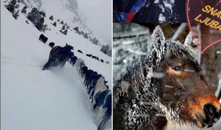 Dvojica planinara SASVIM SLUČAJNO SPASILA BELE SMRTI VIŠE OD 50 KONJA na planini Prenj! /FOTO/
