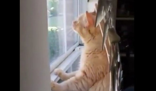Mačka je stajala na prozoru, a onda je usledila ŠOK SCENA - ovakav prizor se ne viđa svakoga dana (VIDEO)