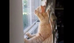 Mačka je stajala na prozoru, a onda je usledila ŠOK SCENA - ovakav prizor se ne viđa svakoga dana (VIDEO)