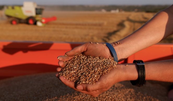 Cena pšenice skočila do nebesa i oborila rekord u poslednja dva meseca!